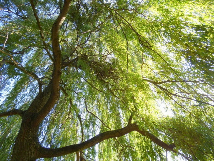 Unter der Trauerweide