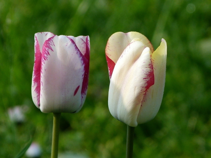 Zwei Tulpen