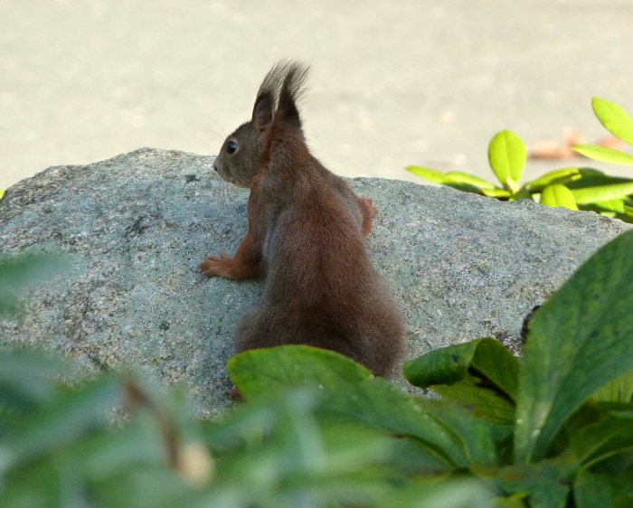 Eichhörnchen