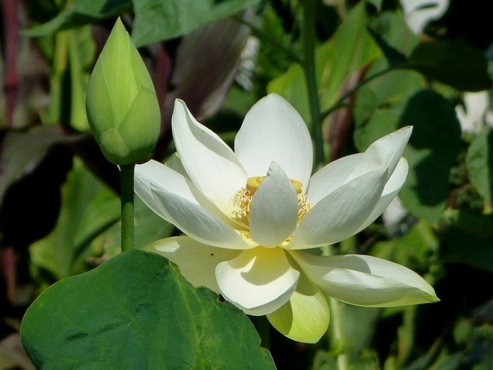 Lotus