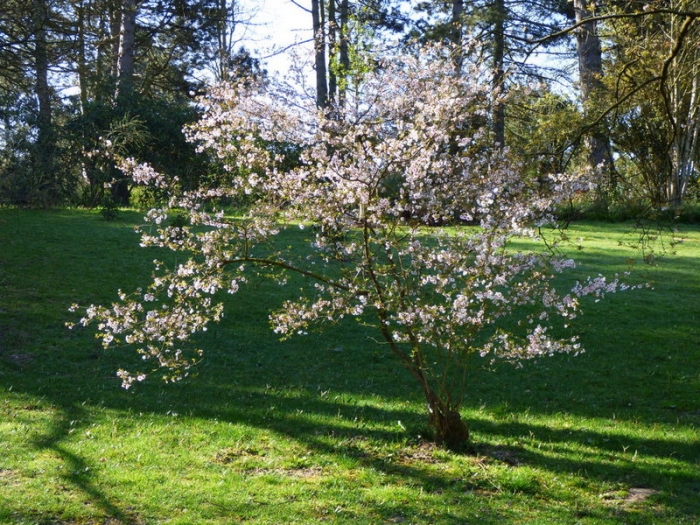 Blühender Baum im Park