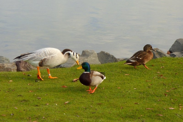 Indische Streifengans und Enten
