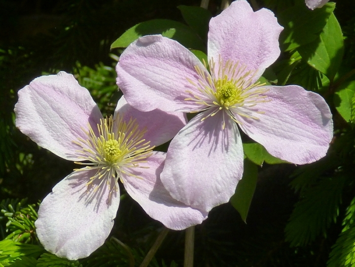 Clematis