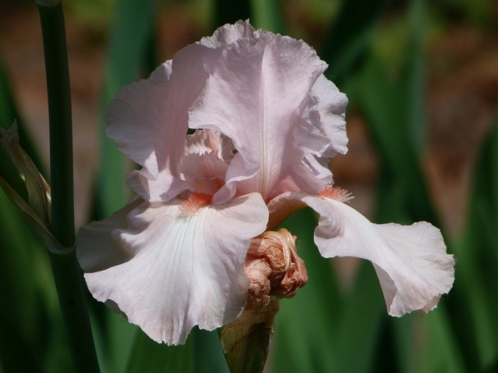 Iris