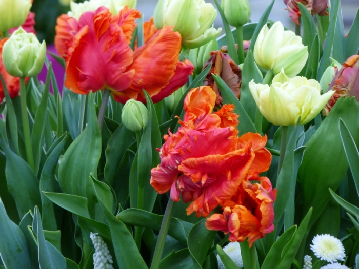 Tulpen