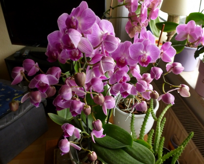 Orchideen