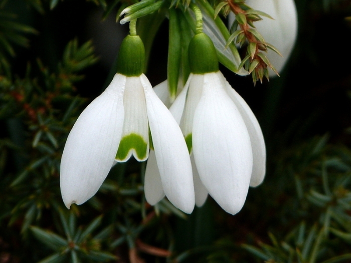 Schneeglöckchen