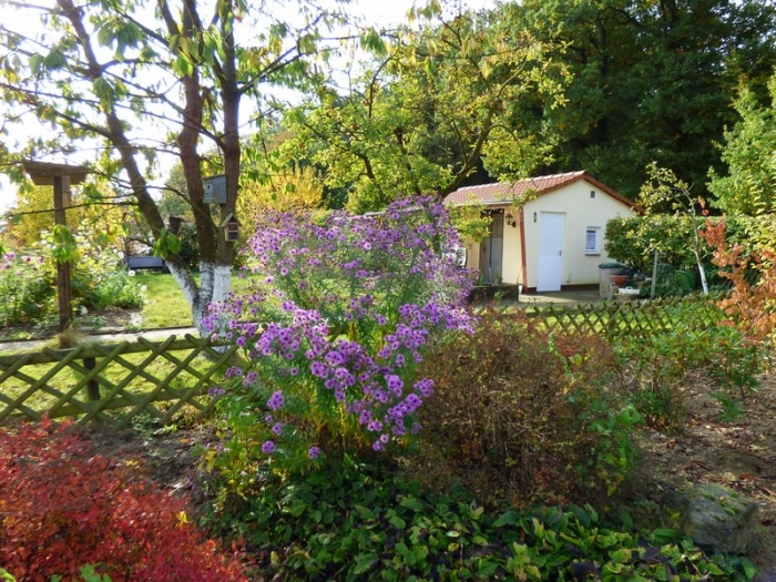 Indische Streifengans