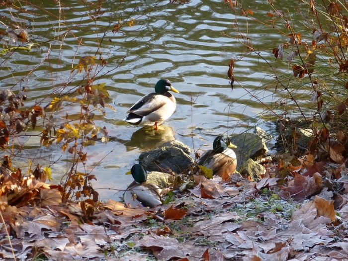 Enten
