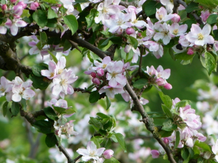 Apfelblüten