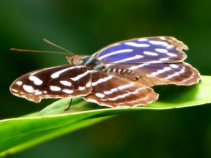Schmetterling