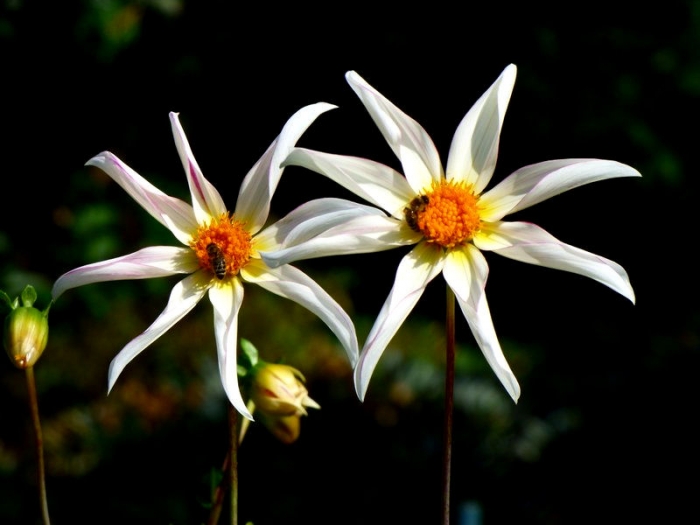 Frucht vom Gingkobaum