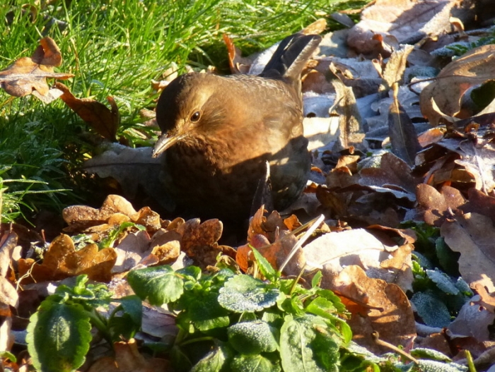 Amsel im Laub