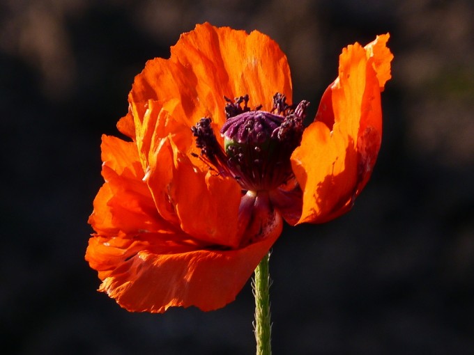 Mohn