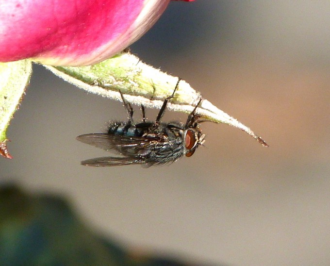 Fleischfliege