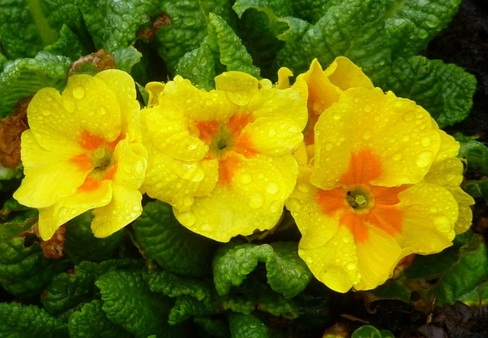Primeln im Regen