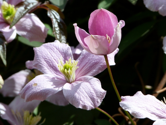 Clematis