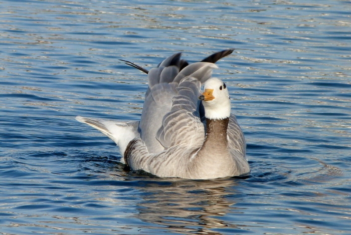 Indische Streifengans