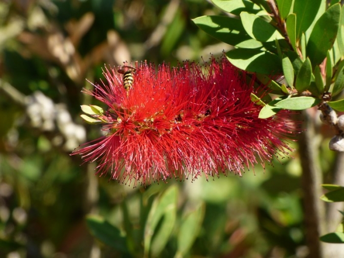 Flaschenputzer mit Wespe