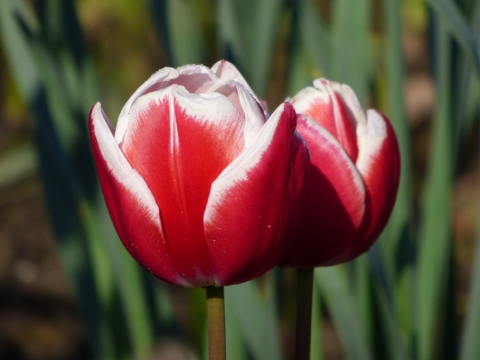 Tulpen