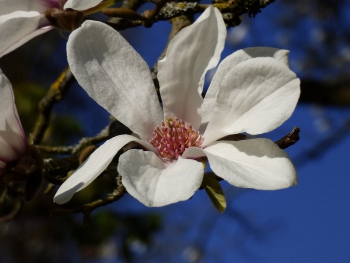 Magnolienblüte