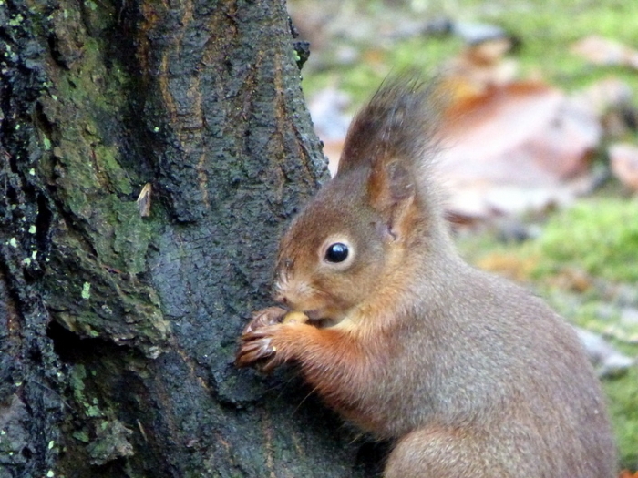 Eichhörnchen