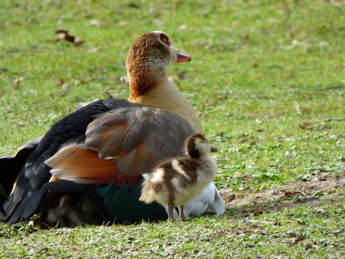 Nilgans