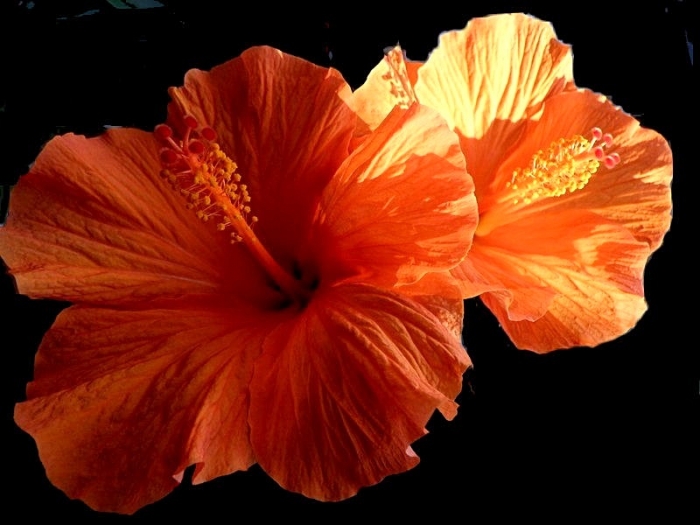 Hibiskus