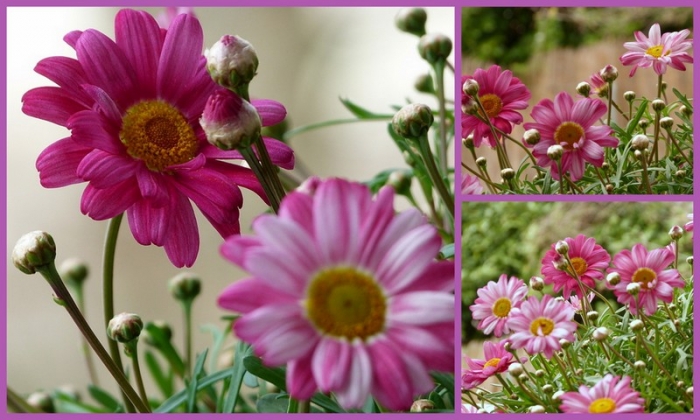 Blumen auf meinem Balkon