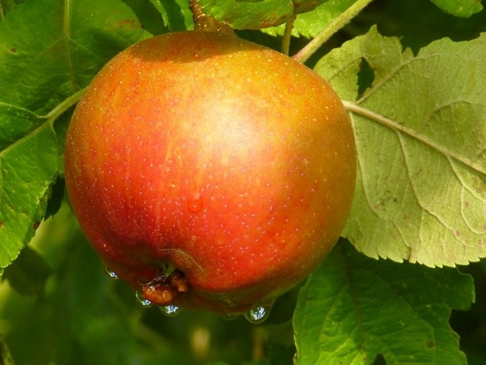 Apfel