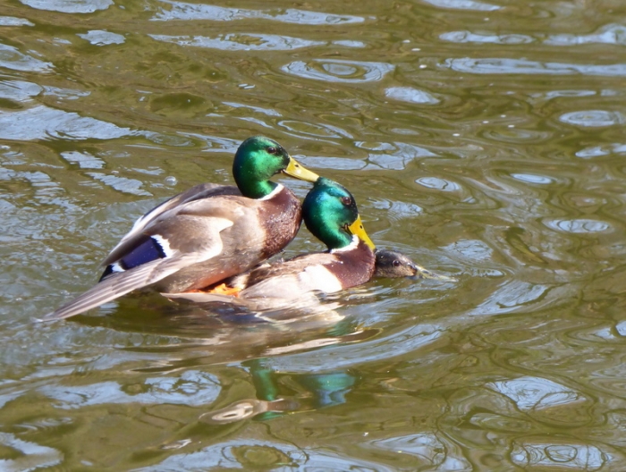 Enten