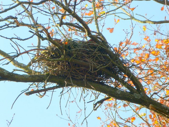 Nest