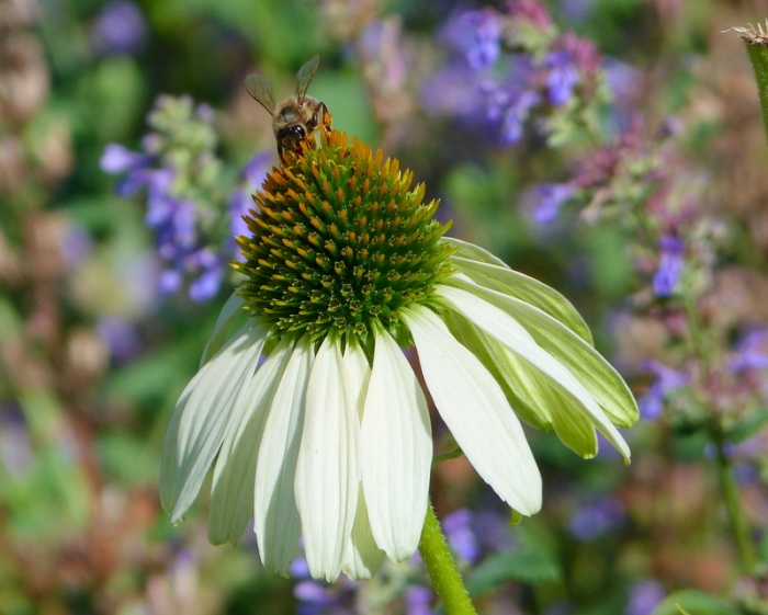 Echinacea