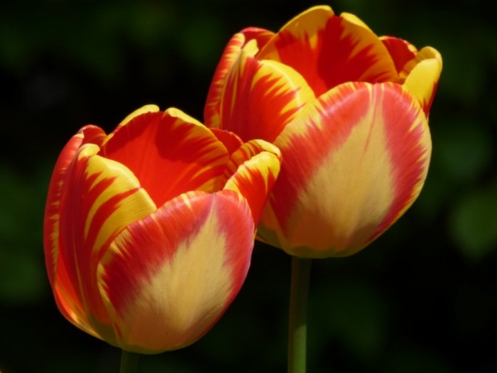 Tulpen