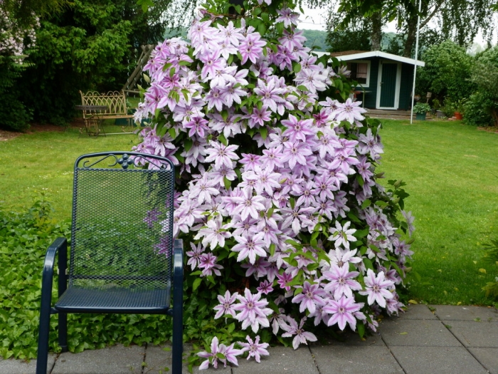 Clematis
