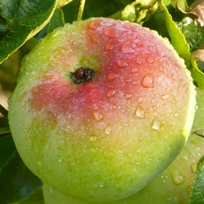Apfel