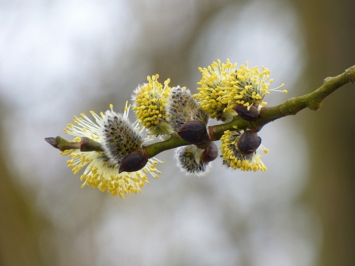 Weidenkätzchen