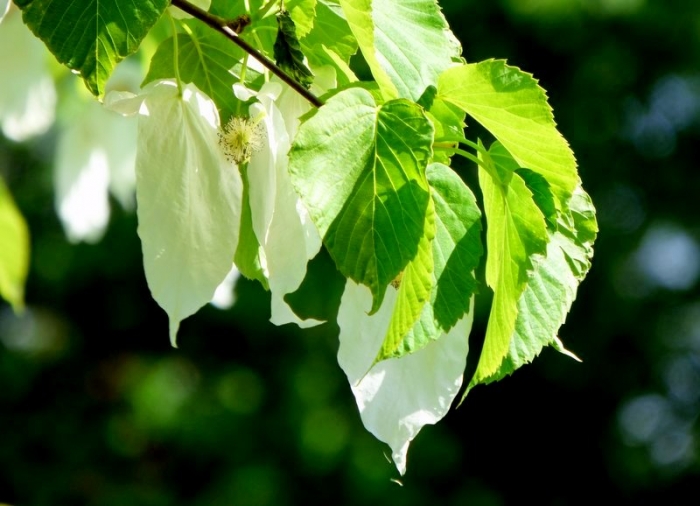 Taschentuchbaumblüten