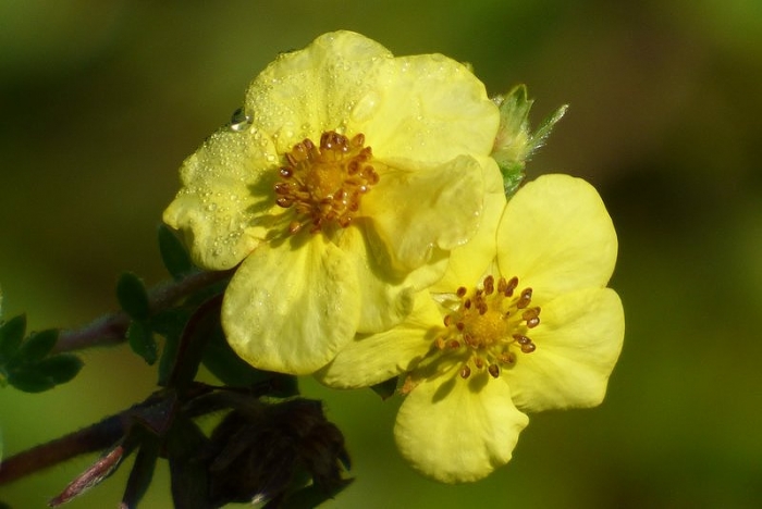 Kleine gelbe Blüten