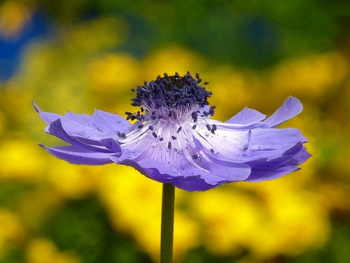 Anemone