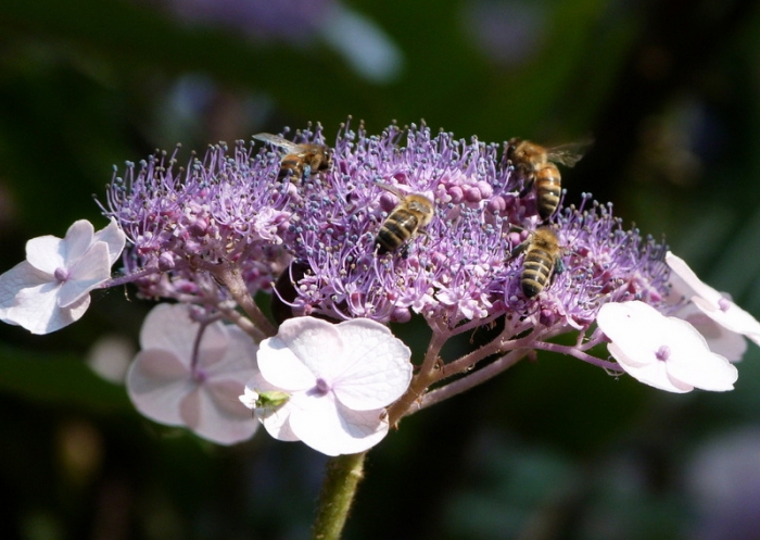 Tellerhortensie mit Bienen