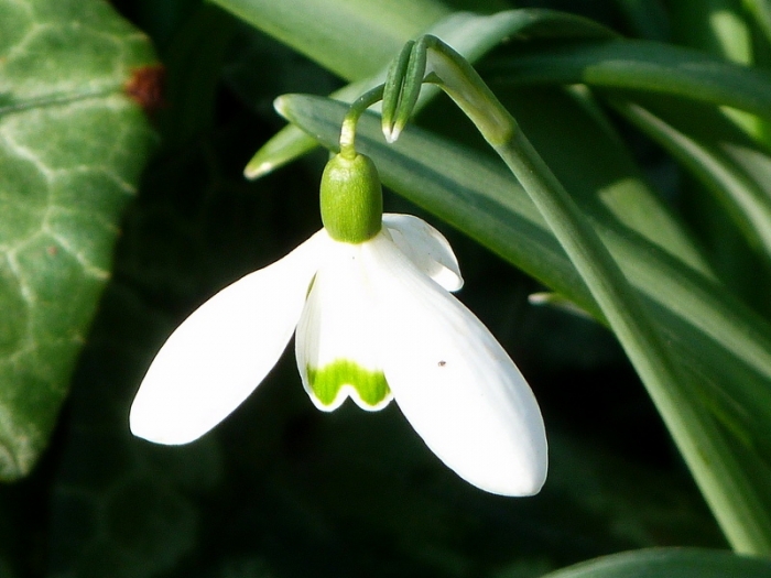 Schneeglöckchen