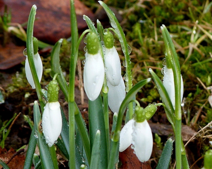 Schneeglöckchen
