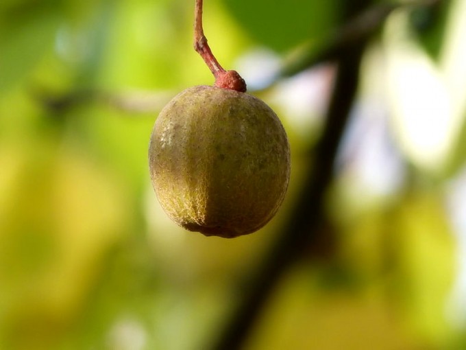 Frucht vom Taschentuchbaum