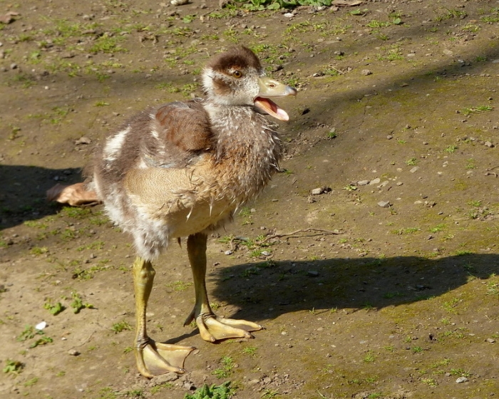 Kleine Nilgans