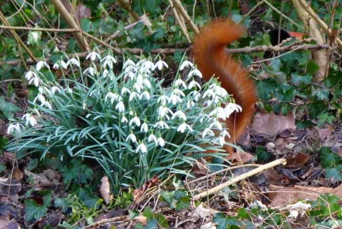 Schneeglöckchen :-))