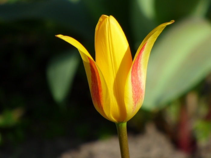Tulpe