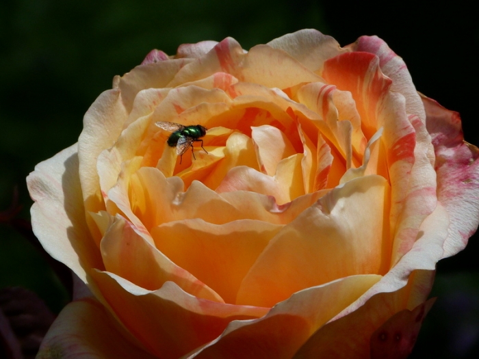 Rose mit Besuch