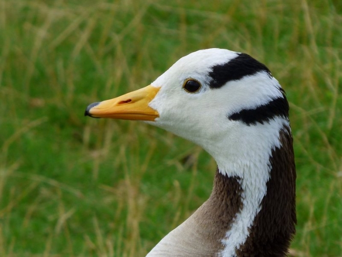 Indische Streifengans