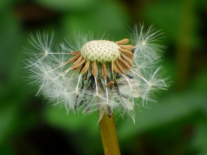 Pusteblume